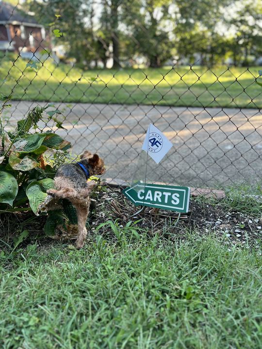 America First yard flag staked in a flower bed